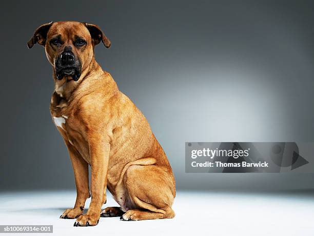 brown mixed breed dog, close-up, portrait - mixed breed dog stock-fotos und bilder