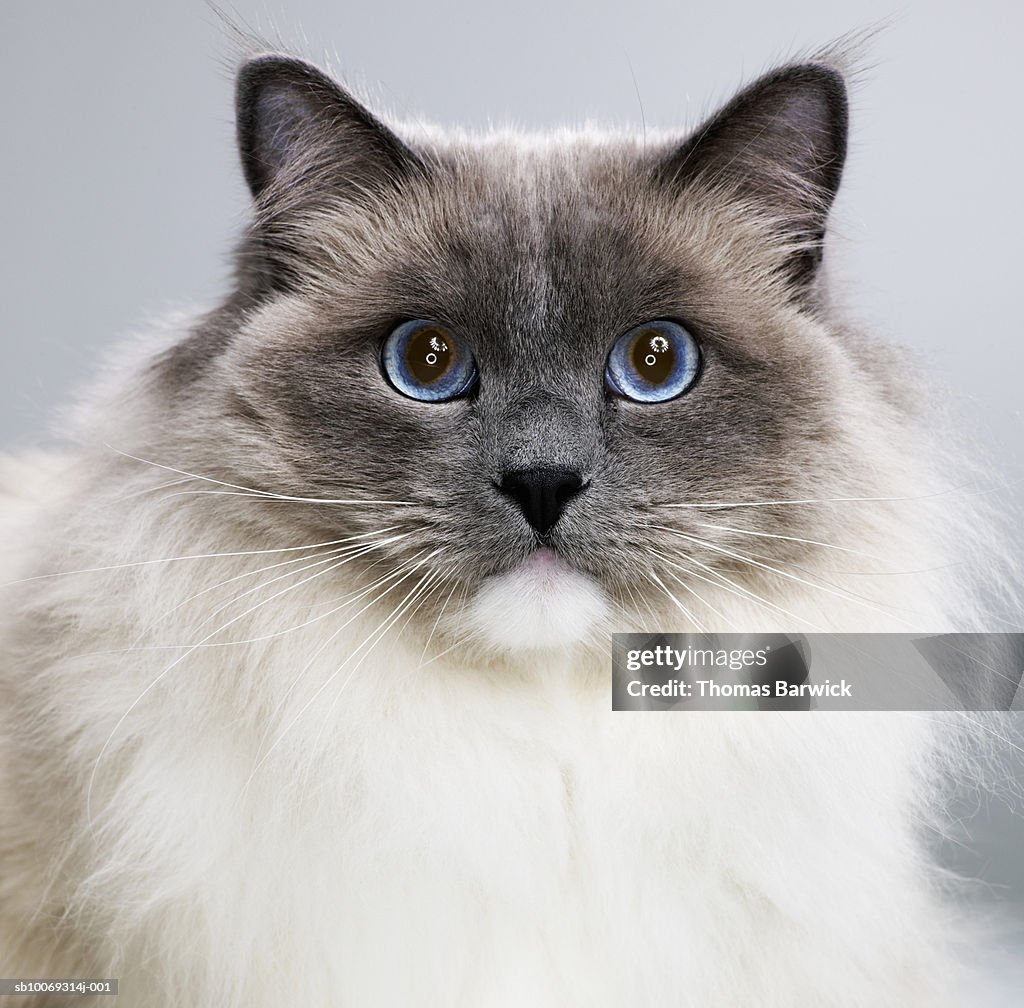 Faded Ragdoll Ragdoll Cat