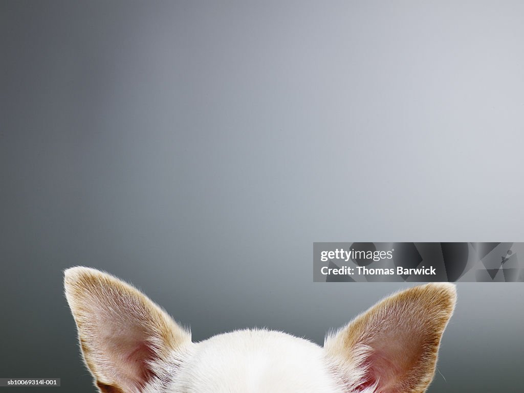 White Chihuahua ears, close-up, high section