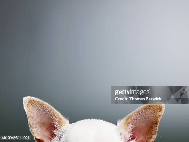 white chihuahua ears, close-up, high section - chihuahua dog stockfoto's en -beelden