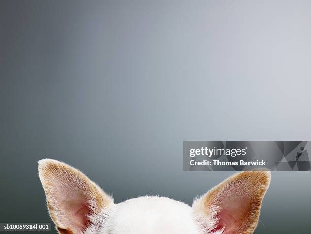 white chihuahua ears, close-up, high section - chihuahua dog stock pictures, royalty-free photos & images