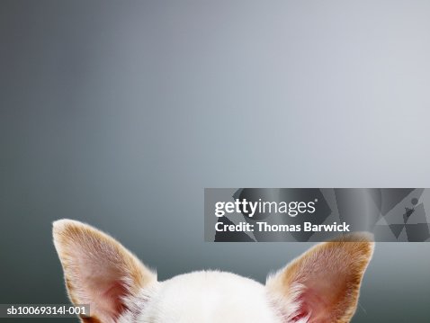 White Chihuahua ears, close-up, high section White Chihuahua ears, close-up, high section