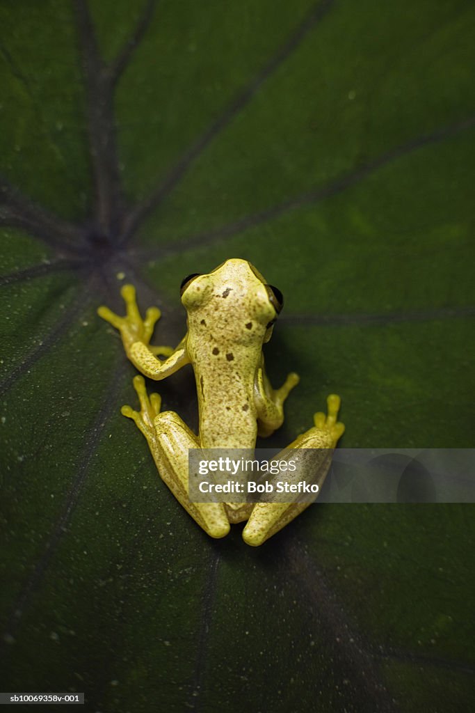 Hour-glass tree frog (Hyla ebraccata) on dark green leaf, close-up