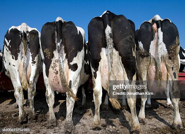 rear view of holstein dairy cows while feeding - hinterteil stock-fotos und bilder