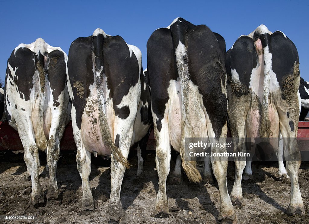 Rear view of Holstein dairy cows while feeding