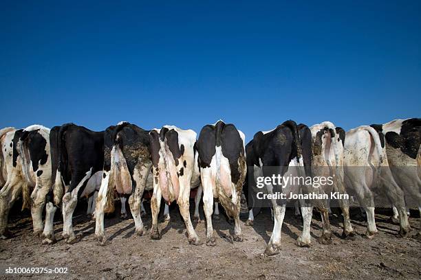 rear view of holstein dairy cows while feeding - feeding cows stock pictures, royalty-free photos & images