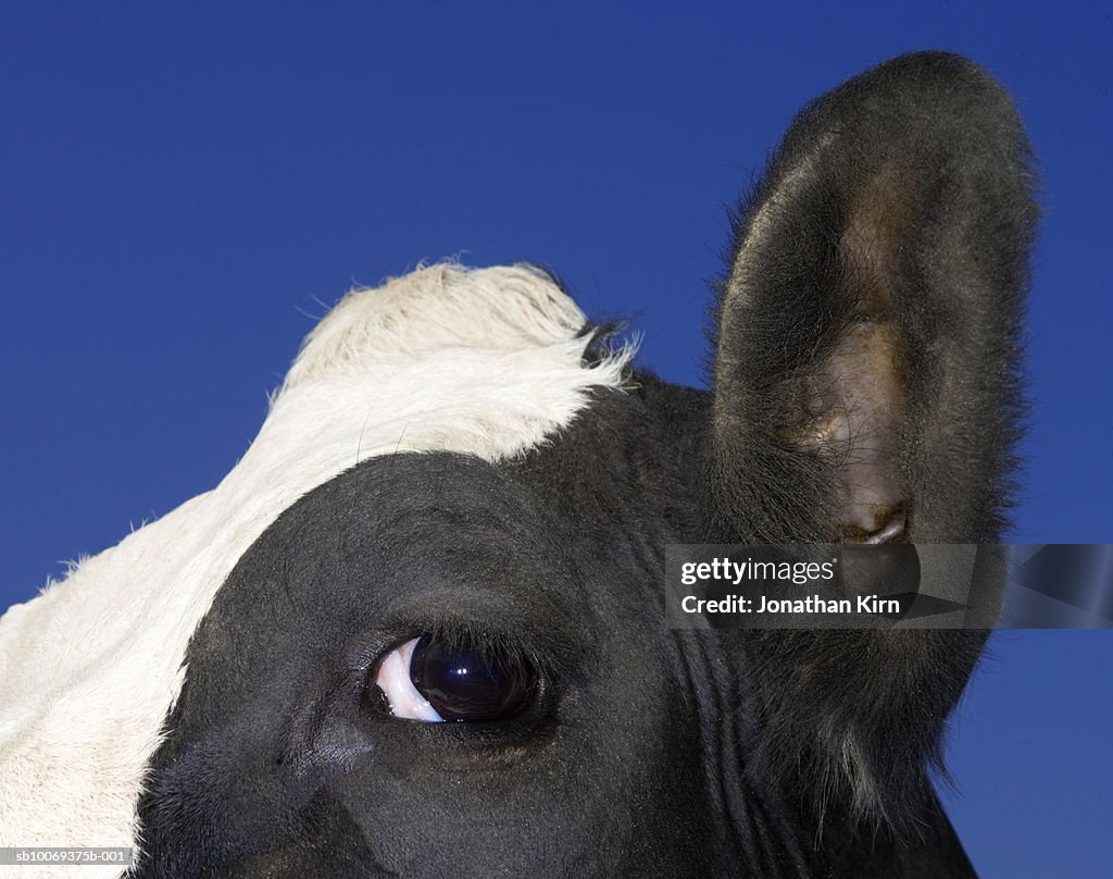 Close-up of cow's head, outdoors