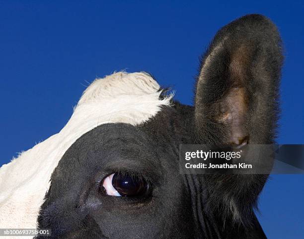 close-up of cow's head, outdoors - cow stock-fotos und bilder