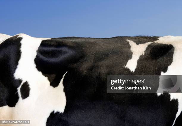 mid section of holstein cow - dairy cattle stock pictures, royalty-free photos & images