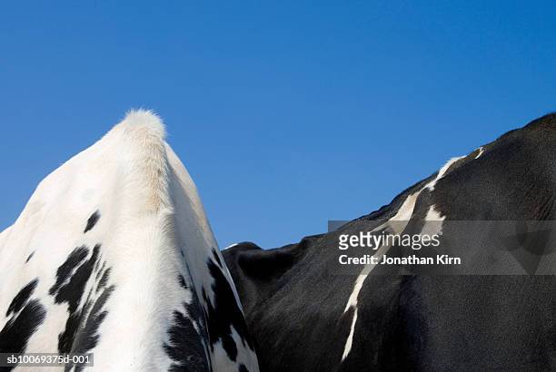 mid section of two holstein cows - spotted cow stock pictures, royalty-free photos & images