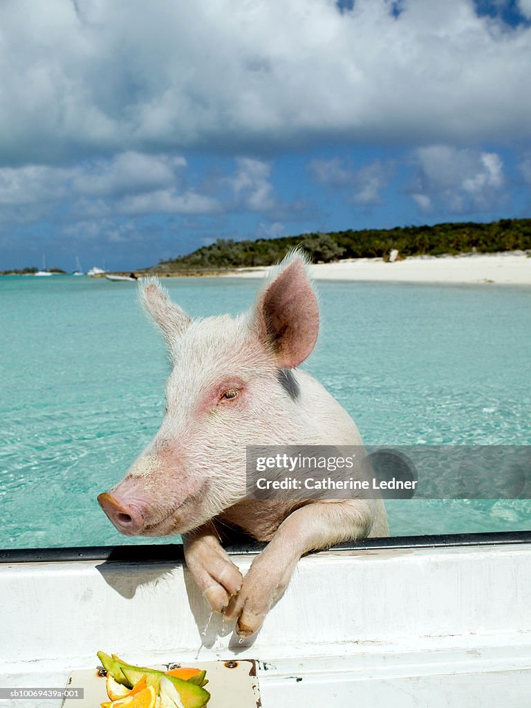 Pig leaning on side of boat with fruit on plate