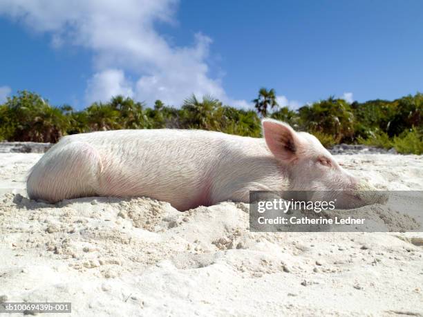 Pig sleeping on beach