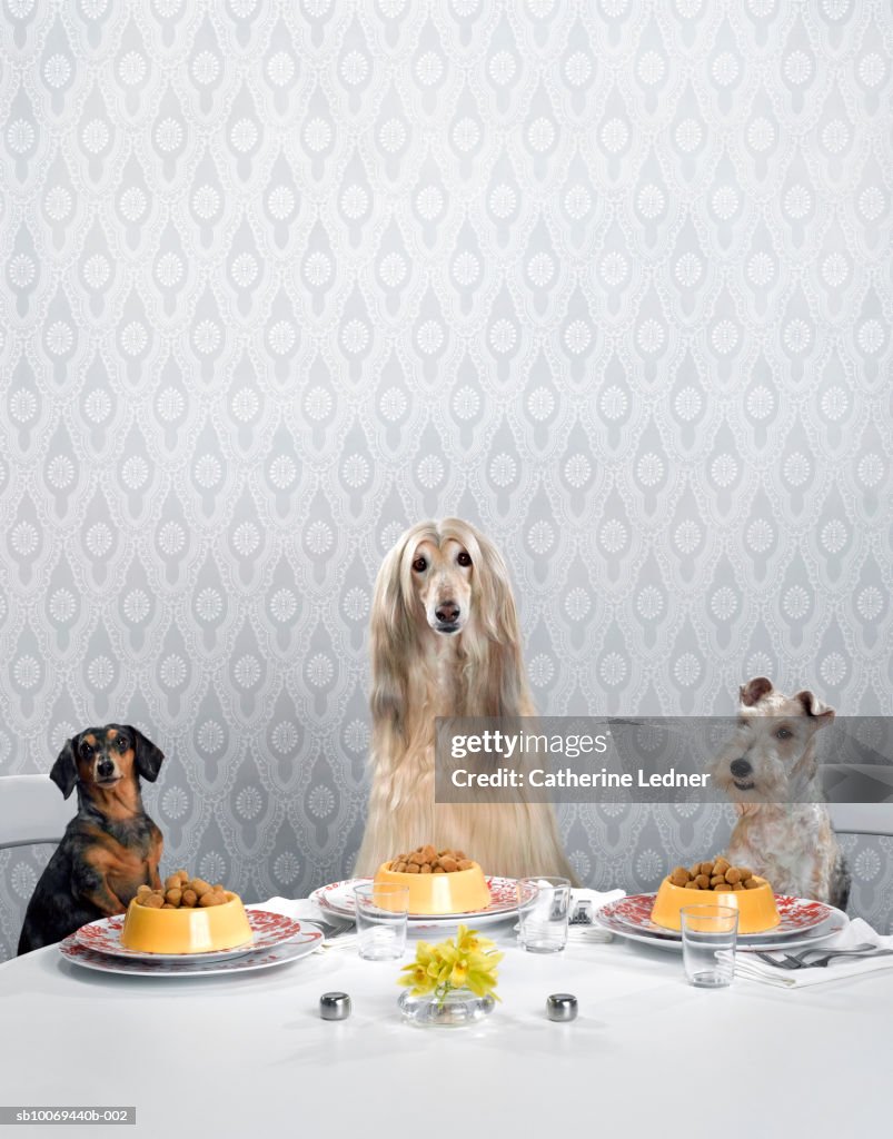 Dachshund, Afghan hound, and wire-haired terrier sitting around dinner table