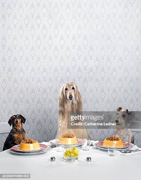 dachshund, afghan hound, and wire-haired terrier sitting around dinner table - dog food stock-fotos und bilder