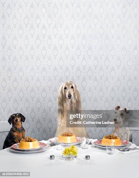 dachshund, afghan hound, and wire-haired terrier sitting around dinner table - 豪華　食事 ストックフォトと画像