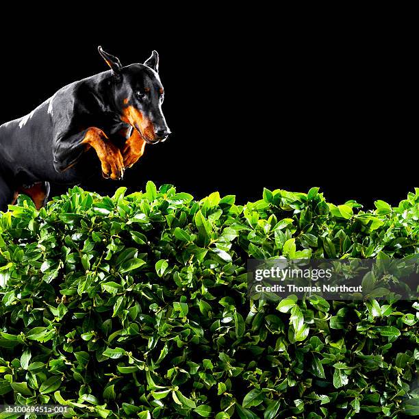 doberman jumping over hedge - jumping over hedge stock pictures, royalty-free photos & images