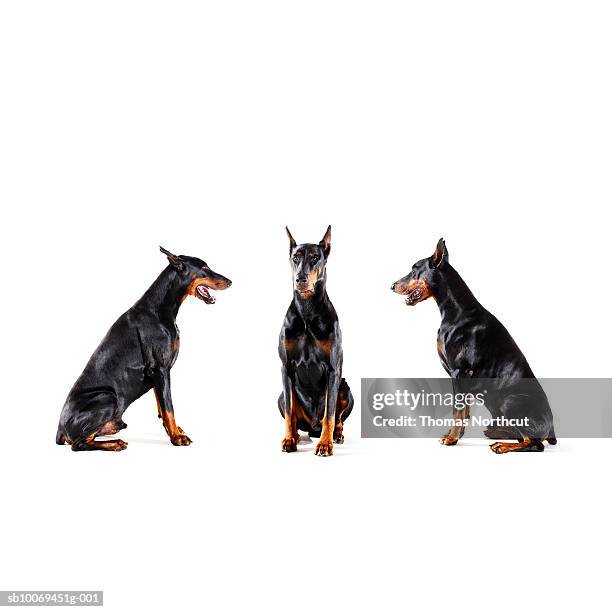 dobermans barking at each other - doberman pinscher stock pictures, royalty-free photos & images