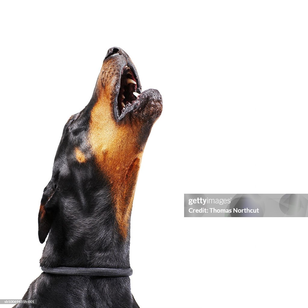 Doberman howling, close-up