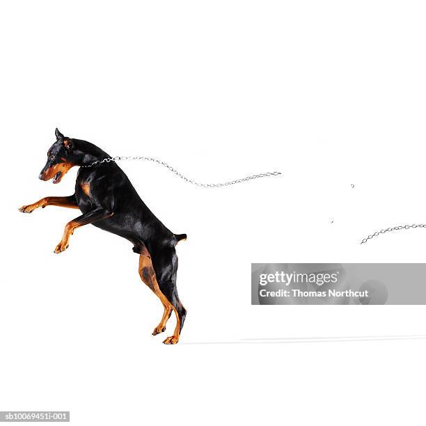 doberman cadena de ruptura y distancia de ejecución - perro rompe fotografías e imágenes de stock