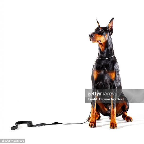doberman with leash on white background - doberman pinscher stock pictures, royalty-free photos & images