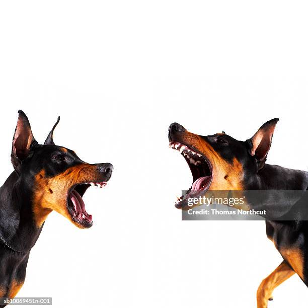 dobermans barking at each other - raid stockfoto's en -beelden