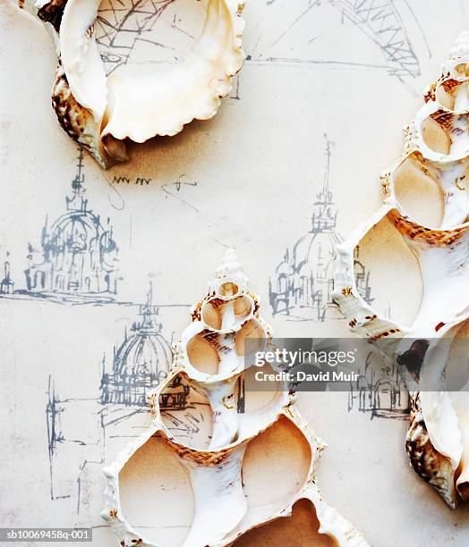 Leonardo Shell Design 14 David Leonardo Stock Photos, High-Res Pictures, and Images - Getty ...