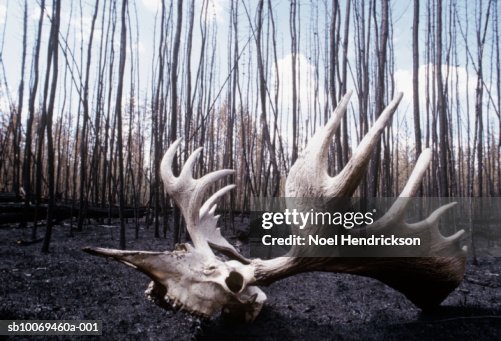 Canada, British Columbia, Moose skull in forest after fire, close-up