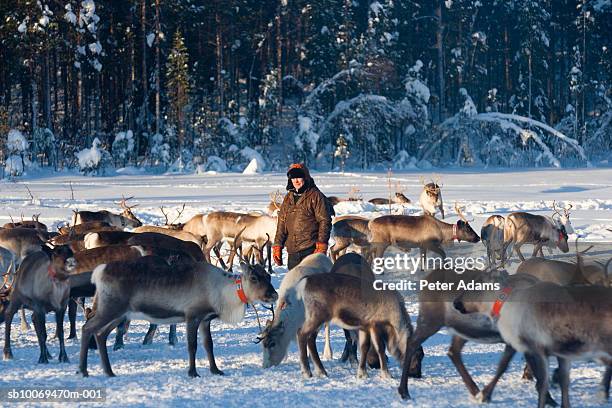 reindeer herder and reindeers in winter - sweden snow stock pictures, royalty-free photos & images