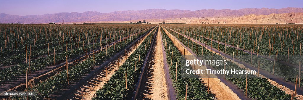 USA, California, Coachella Valley, pepper field and mountain range, panoramic view