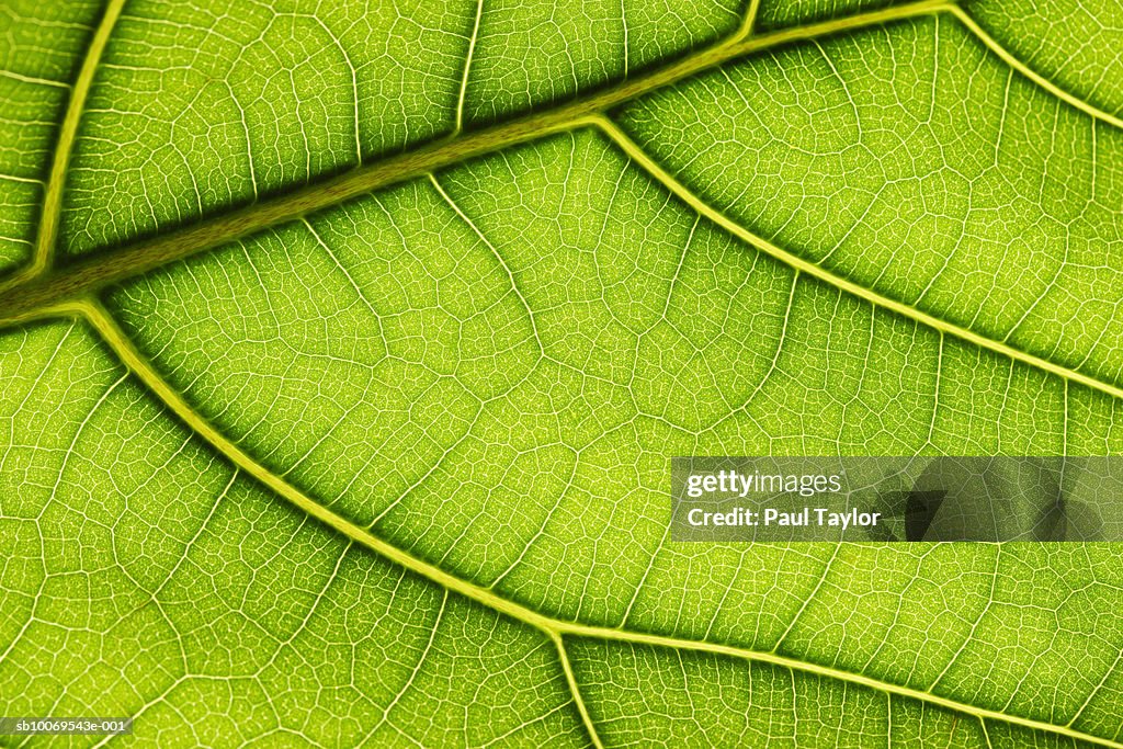 Close up of leaf (Ficus lyrata), studio shot