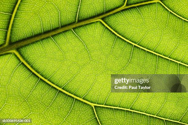 close up of leaf (ficus lyrata), studio shot - leaf vein stock pictures, royalty-free photos & images