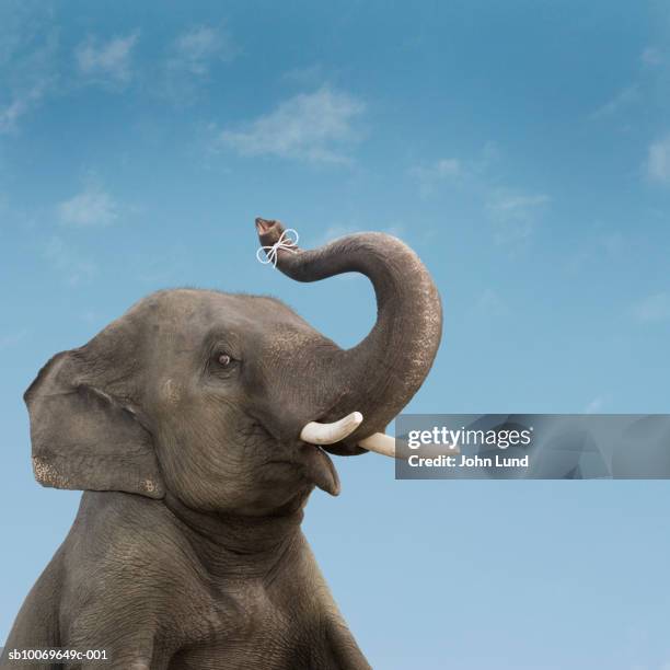 string on elephant trunk, close-up - pachyderm stock pictures, royalty-free photos & images