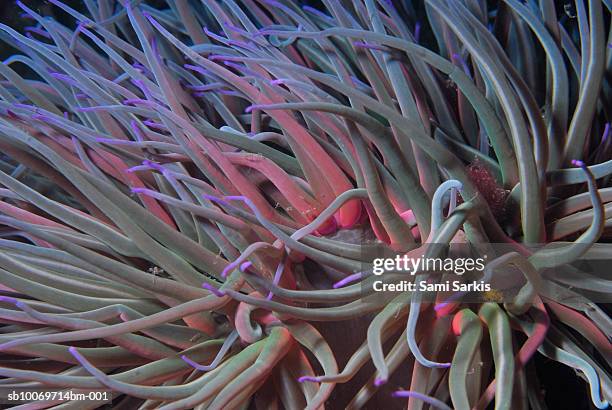 snakelocks anemone (anemonia viridis), close-up - anemonia viridis stock pictures, royalty-free photos & images