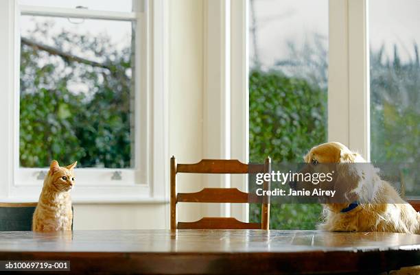 ginger tabby cat and golden retriever sitting at dining table - tabby cat stockfoto's en -beelden