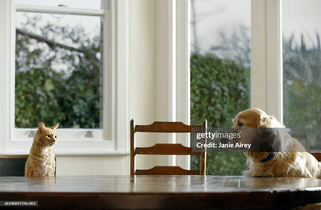 Ginger tabby cat and golden retriever sitting at dining table