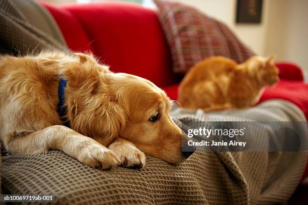 golden retriever dog with ginger tabby cat resting on sofa (focus on foreground) - cat and dog together bildbanksfoton och bilder