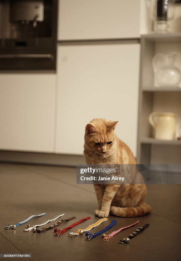 Ginger tabby cat sitting on floor looking at collars