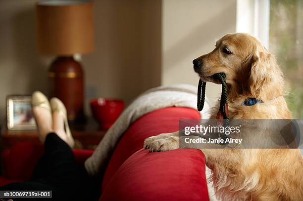 golden retriever stehend mit leine in mund blick - pet leash stock-fotos und bilder