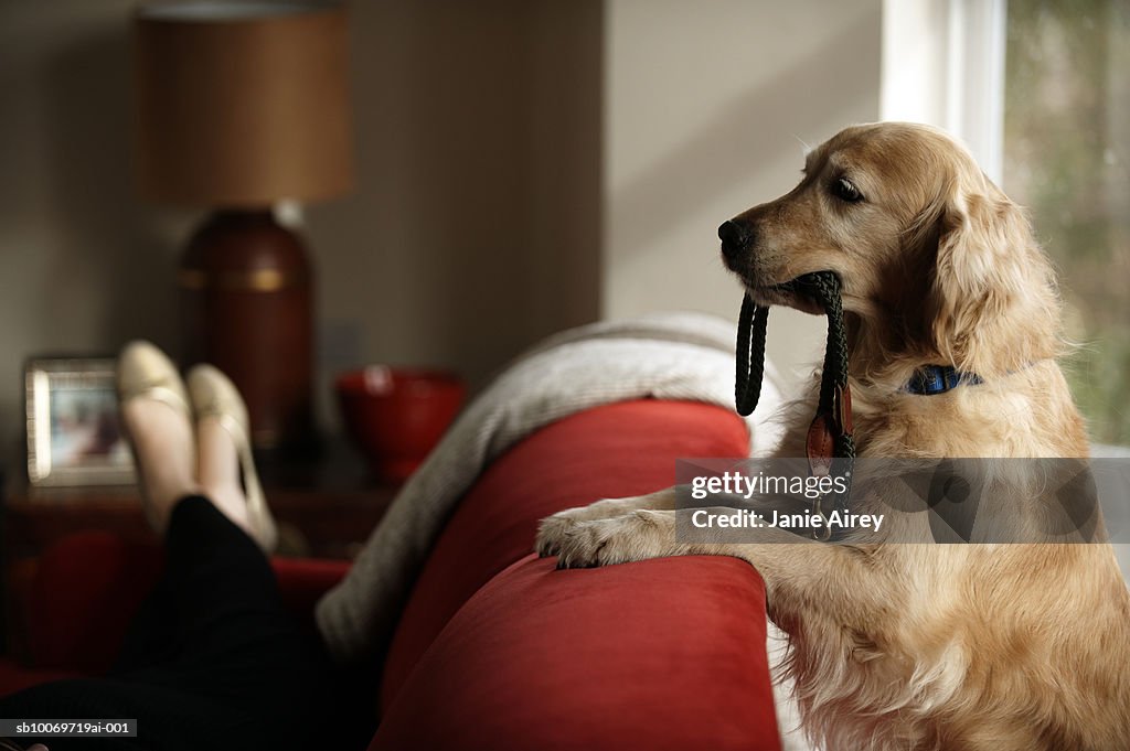 Golden retriever standing with leash in mouth looking at woman lying on sofa