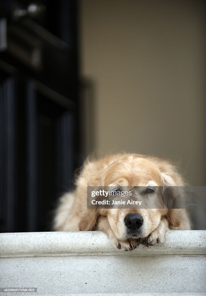 Golden retriever dog lying in front door of house, looking away (focus on foreground)