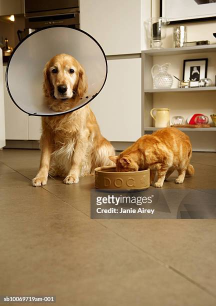 ゴールドレトリバーの犬、医療カラー横に座ったジンジャー - dog bowl ストックフォトと画像