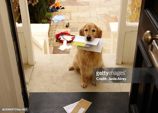 golden retriever perro sentado en la puerta frontal con cartas - oost fotografías e imágenes de stock
