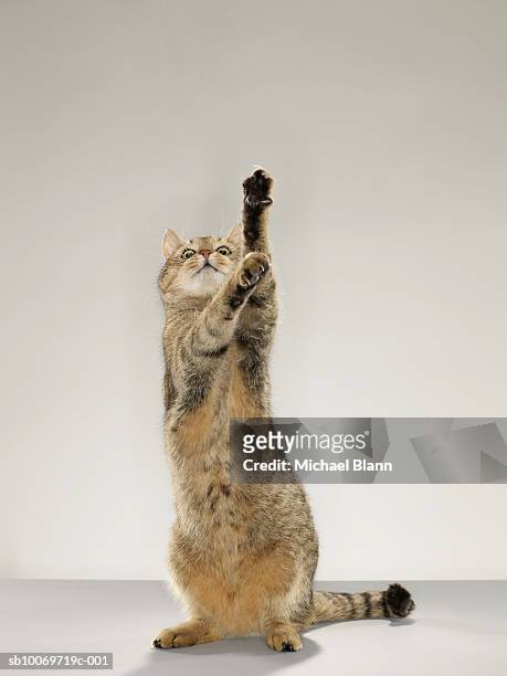 tabby cat standing on hind legs with stretching out paw - cat standing stock pictures, royalty-free photos & images