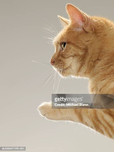 ginger tabby cat raising paw, close-up, side view - animal foot foto e immagini stock