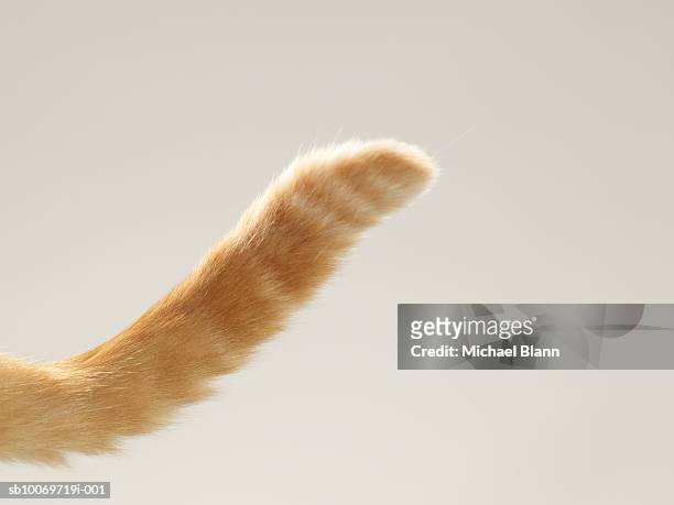ginger tabby cat tail, close-up - rode kat stockfoto's en -beelden
