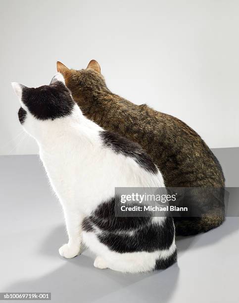 zwei katzen sitzen seite an seite, von hinten - cat behind stock-fotos und bilder