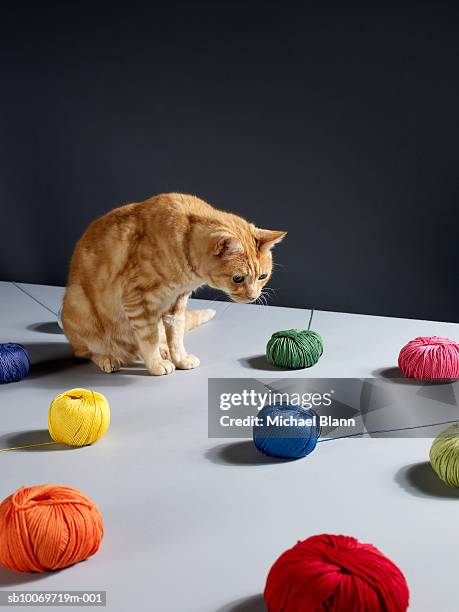 Ginger tabby cat sitting on table looking at woollen balls