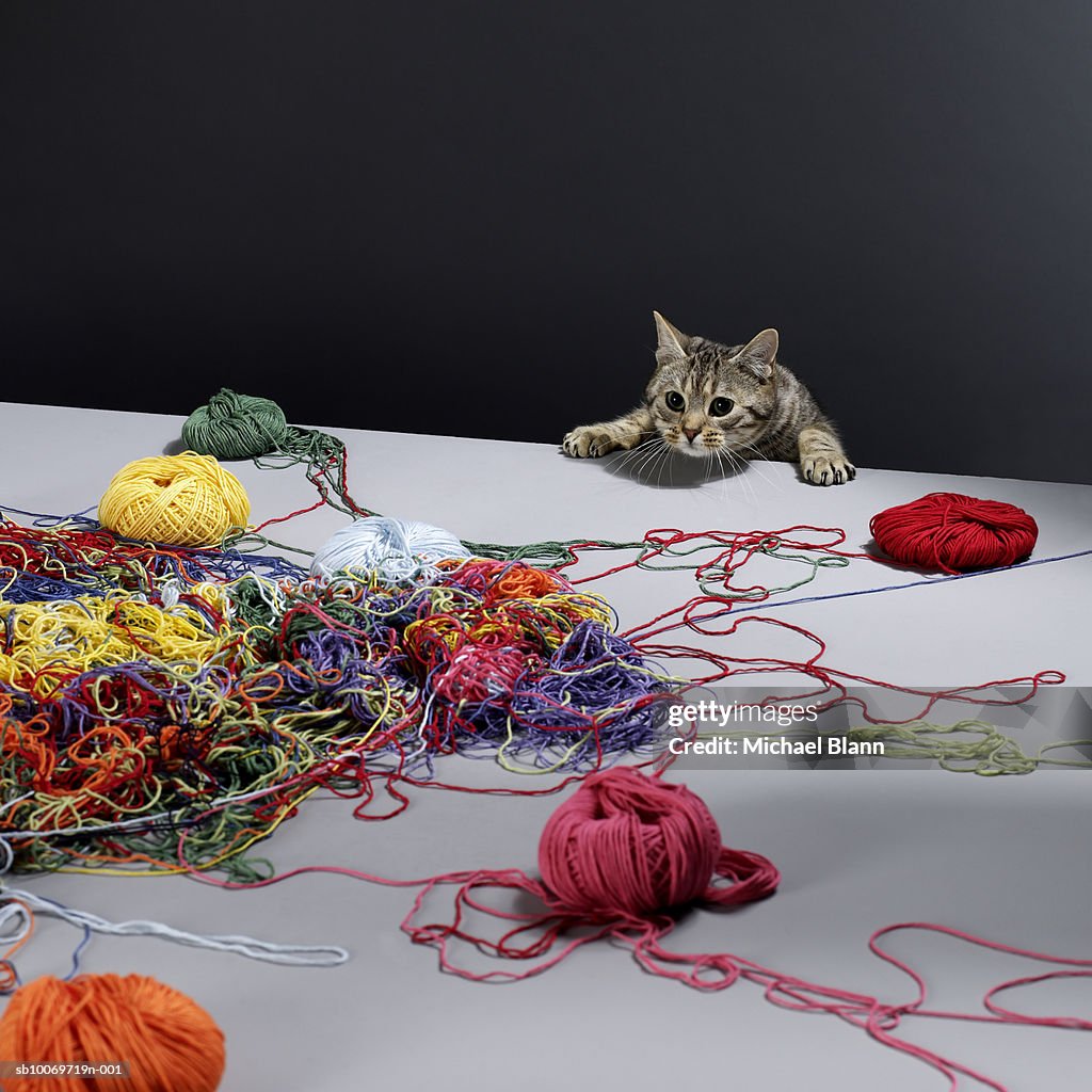 Silver Getigerte Katze Katze Klettern über Rand Tisch suchen