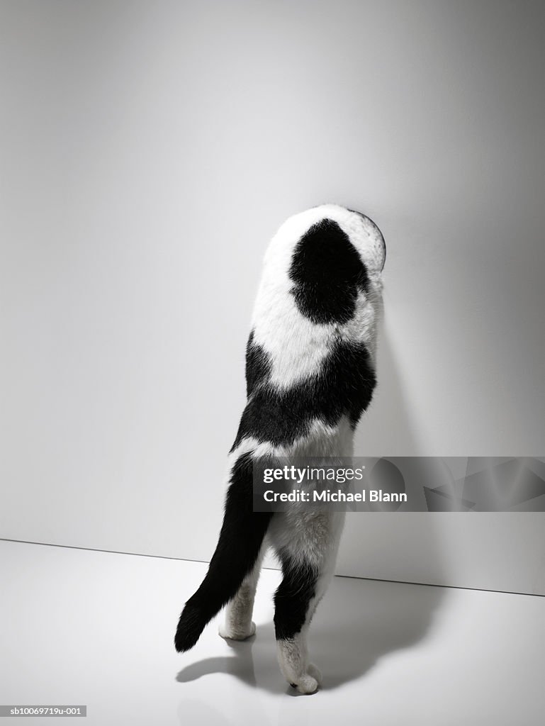 Cat standing on hind legs peering through wall