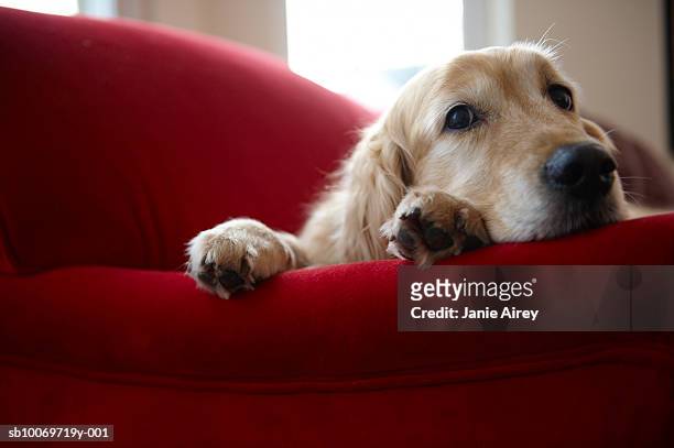 golden retriever dog lying on sofa, close-up - golden retriever stockfoto's en -beelden